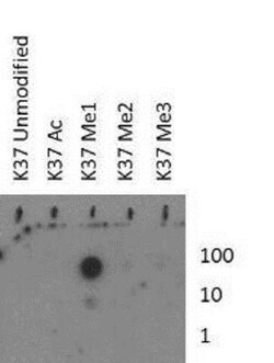 Histone H3, Monomethyl Lys37 Antibody, Novus Biologicals 0.05mg:Antibodies,